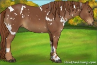 Horse Color:White Spotted Chestnut