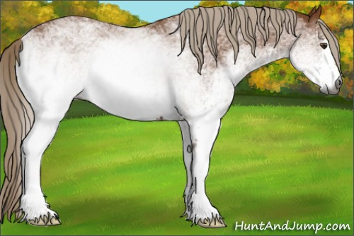 Horse Color:Gray White Spotted Palomino 