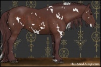 Horse Color:White Spotted Chocolate Brown 