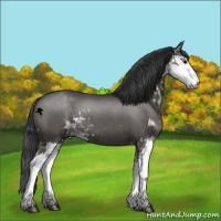 Horse Color:Grullo Sabino