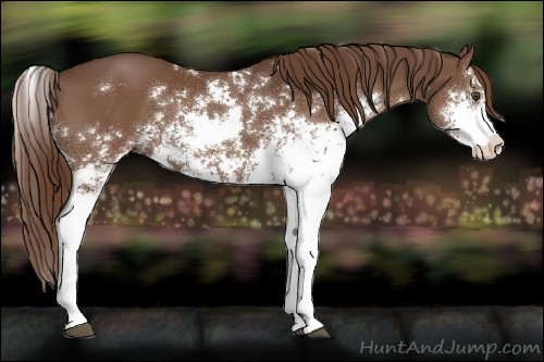 Horse Color:Liver Chestnut Sabino 