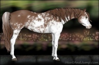 Horse Color:Liver Chestnut Sabino 