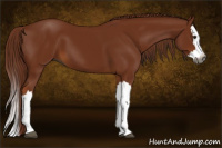 Horse Color:Gray Chestnut Splash 