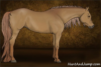 Horse Color:Gray Palomino