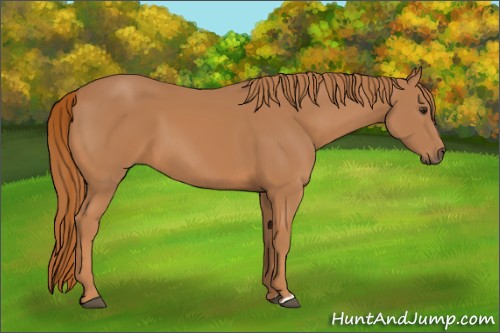 Horse Color:Chestnut 