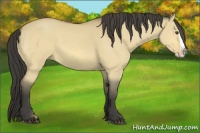 Horse Color:Buckskin Dun Splash 