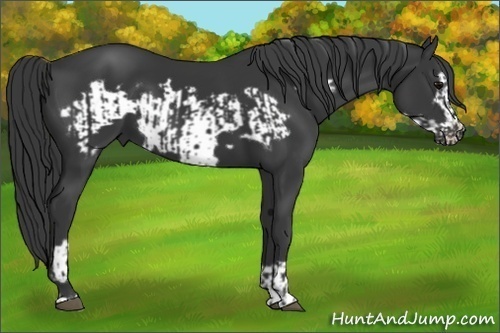 Horse Color:Black  and Black Frame 
