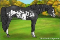 Horse Color:Black  and Black Frame 