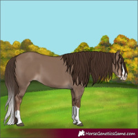 Horse Color:Liver Red Dun Splash 