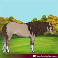 Horse Color:Liver Red Dun Splash 
