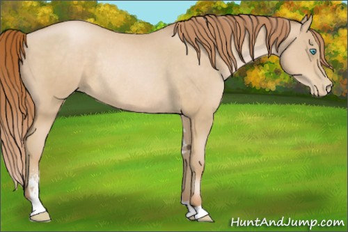 Horse Color:Buckskin Pearl Sabino Rabicano