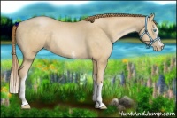 Horse Color:White Spotted Buckskin Pearl Rabicano