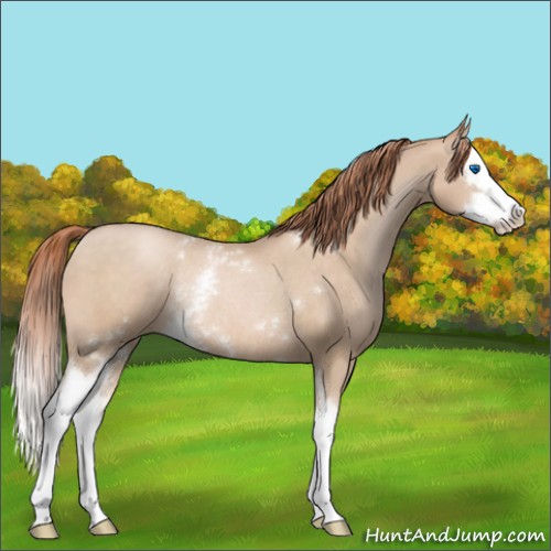 Horse Color:White Spotted Buckskin Pearl Splash Rabicano 