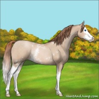 Horse Color:White Spotted Buckskin Pearl Splash Rabicano