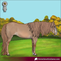 Horse Color:Red Dun Splash 