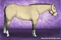 Horse Color:Buckskin Dun Splash 