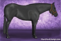 Horse Color:Black Frame 