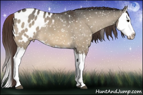 Horse Color:Bay Dun Splash Appaloosa 