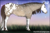 Horse Color:Bay Dun Splash Appaloosa 