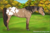 Horse Color:Liver Red Dun Splash Appaloosa 