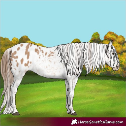 Horse Color:Red Dun Blanket