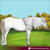 Horse Color:Red Dun Appaloosa 