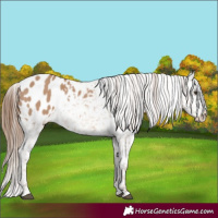 Horse Color:Red Dun Blanket 