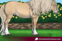 Horse Color:Gray Palomino Dun Splash 