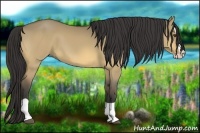 Horse Color:Buckskin Dun Splash