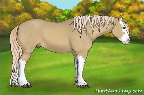 Horse Color:Palomino Dun Splash