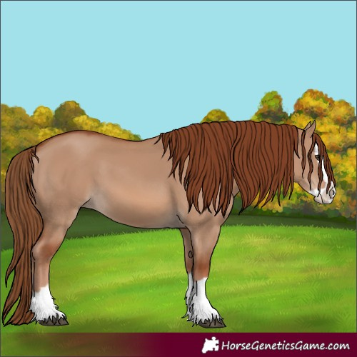 Horse Color:Red Dun Splash 