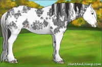 Horse Color:White Spotted Liver Chestnut Ice Splash 