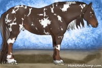 Horse Color:White Spotted Liver Chestnut