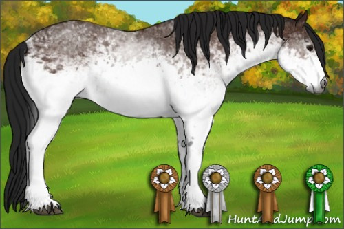 Horse Color:Gray White Spotted Bay 