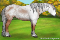 Horse Color:Gray Bay 