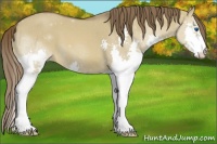 Horse Color:Liver Red Dun Splash