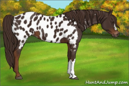 Horse Color:Gray Chestnut Appaloosa 