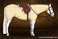 Horse Color:Palomino Dun Splash