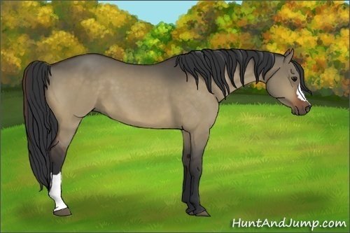 Horse Color:Unknown 