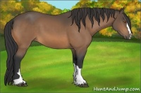 Horse Color:Buckskin 