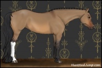 Horse Color:Bay Dun 