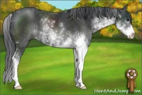 Horse Color:Black Sabino 