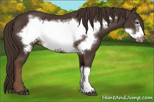 Horse Color:Liver Chestnut Frame 