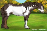 Horse Color:Liver Chestnut Frame 