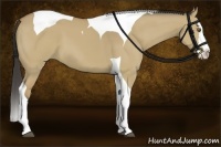 Horse Color:Buckskin Dun Splash Tobiano