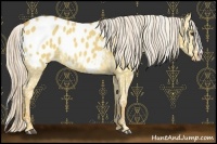 Horse Color:Palomino Dun Splash Blanket 