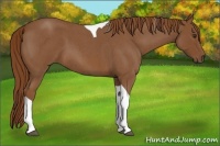 Horse Color:Red Roan Tobiano 