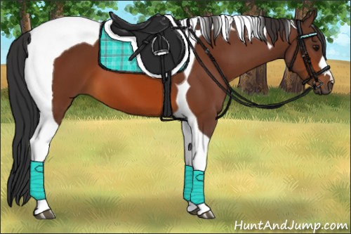 Horse Color:Bay Tobiano 