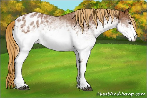 Horse Color:White Spotted Chestnut Appaloosa