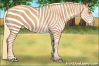 Horse Color:Gold Champagne 